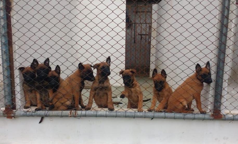 Polícia Penal do Paraná
