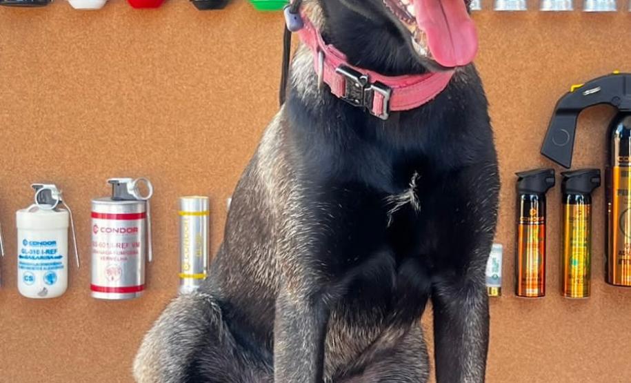 Polícia Penal do Paraná