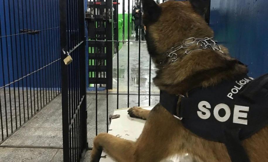 Polícia Penal apoia BPRone com cão K9 em operação que apreendeu mais de 100 kg de maconha