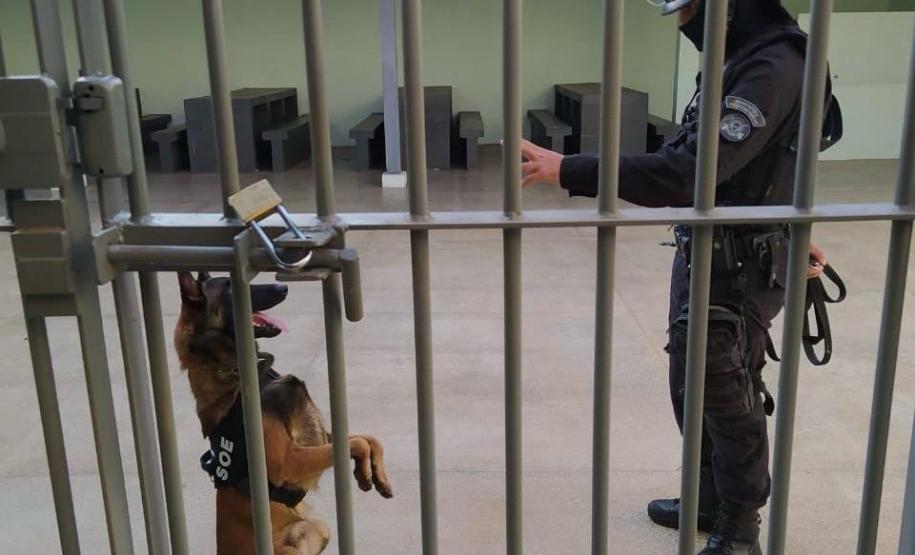 Polícia Penal apoia BPRone com cão K9 em operação que apreendeu mais de 100 kg de maconha