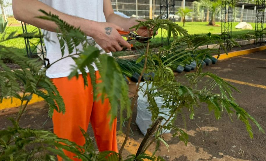 Capacitação em jardinagem prepara pessoas privadas de liberdade para o mercado de trabalho em Cascavel