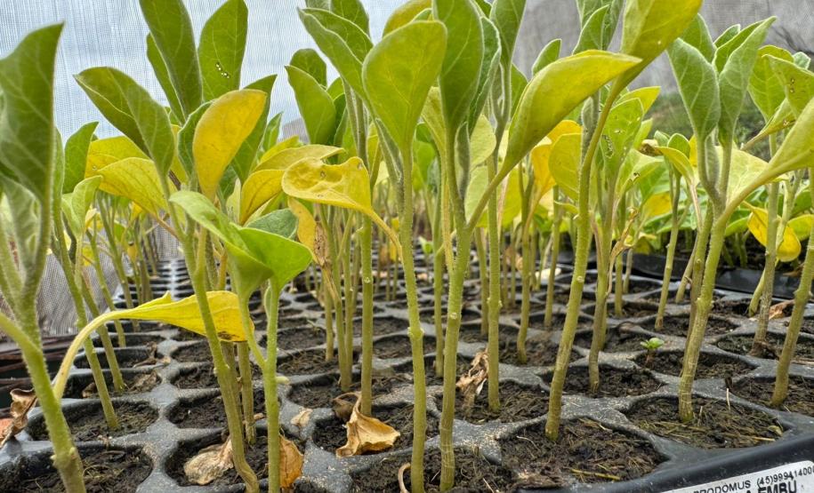 Polícia Penal do Paraná