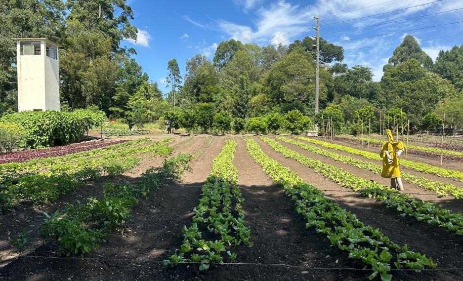 Horta no Complexo Médico Penal promove sustentabilidade e ocupação para custodiados