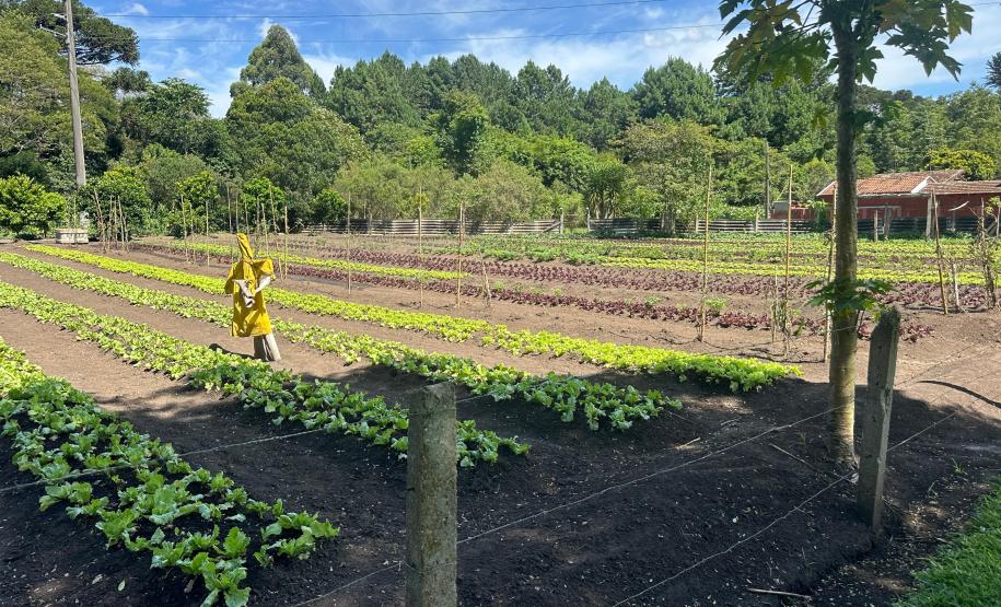 Horta no Complexo Médico Penal promove sustentabilidade e ocupação para custodiados