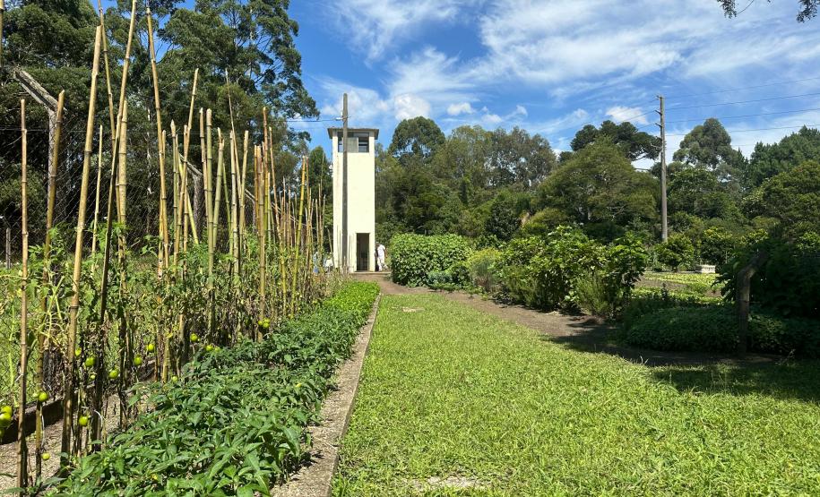 Horta no Complexo Médico Penal promove sustentabilidade e ocupação para custodiados