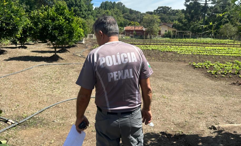 Horta no Complexo Médico Penal promove sustentabilidade e ocupação para custodiados