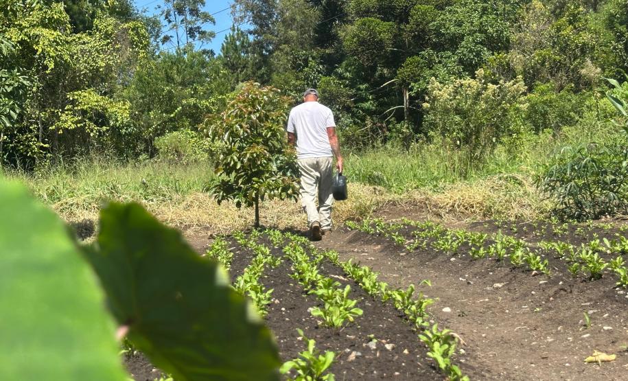 Horta no Complexo Médico Penal promove sustentabilidade e ocupação para custodiados