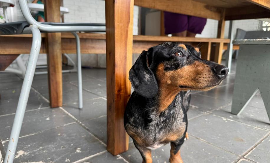 Polícia Penal do Paraná