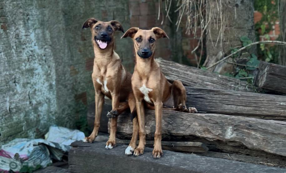 Polícia Penal do Paraná