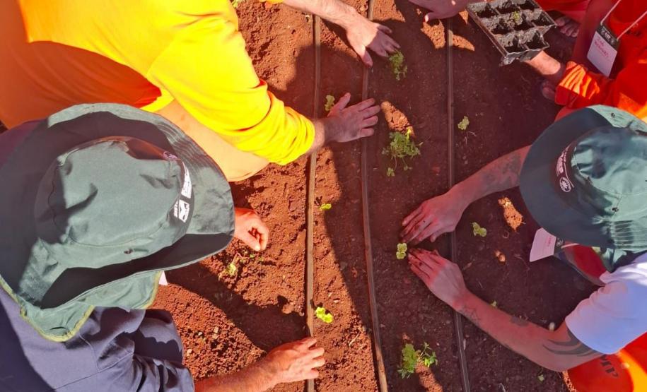 Curso de jardinagem na PIMP-UP transforma rotina e cultiva novos caminhos dentro do cárcere