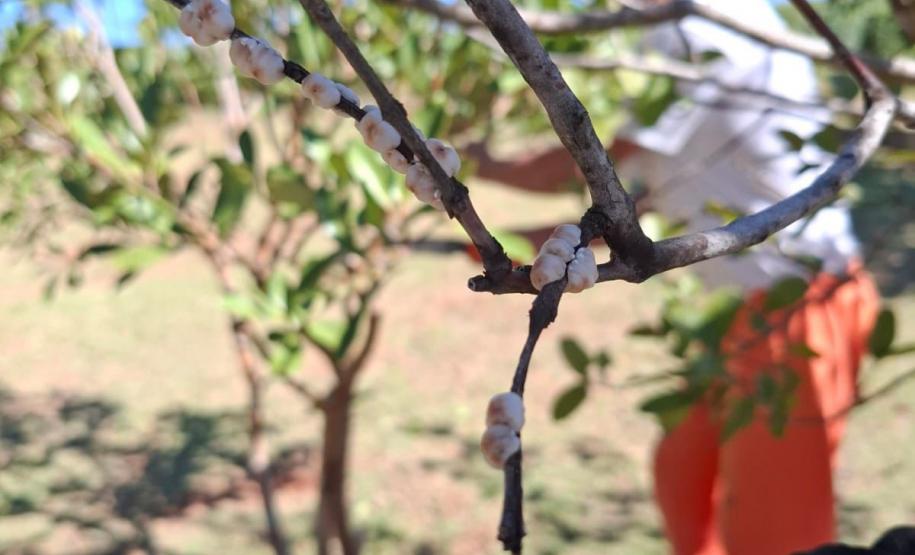 Curso de jardinagem na PIMP-UP transforma rotina e cultiva novos caminhos dentro do cárcere